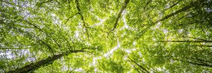 Plantations d'arbres