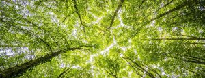 reforestation et le développement de forêts durables en France