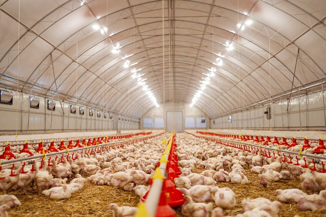 groupe électrogène GELEC pour l'aviculture